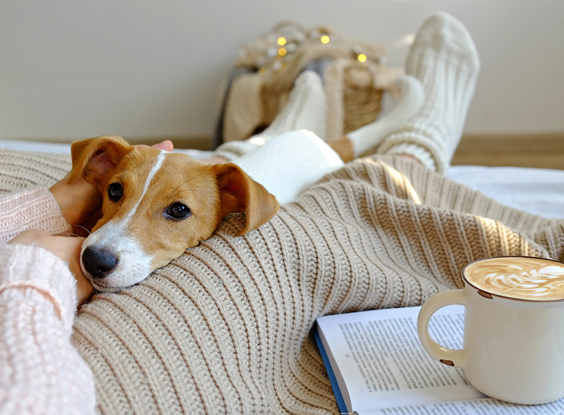 Small dog resting between his owners legs