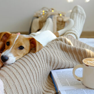 Small dog resting between his owners legs